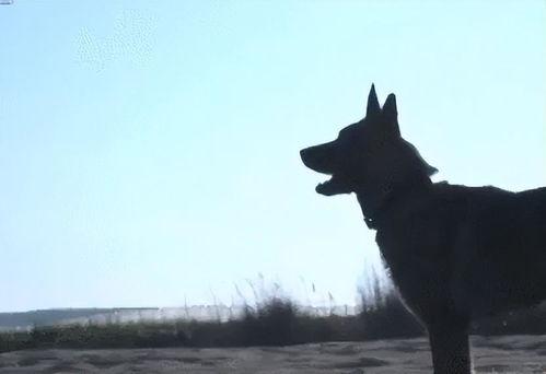 云南警犬爆料视频,揭秘云南警方反恐实战瞬间 第1张 云南警犬爆料视频,揭秘云南警方反恐实战瞬间 第1张